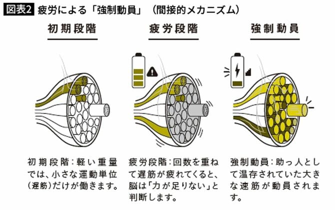疲労による「強制動員」（間接的メカニズム）