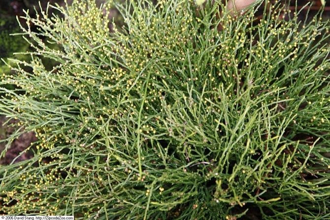 マツバラン(写真=CC-BY-SA-4.0/Wikimedia Commons)