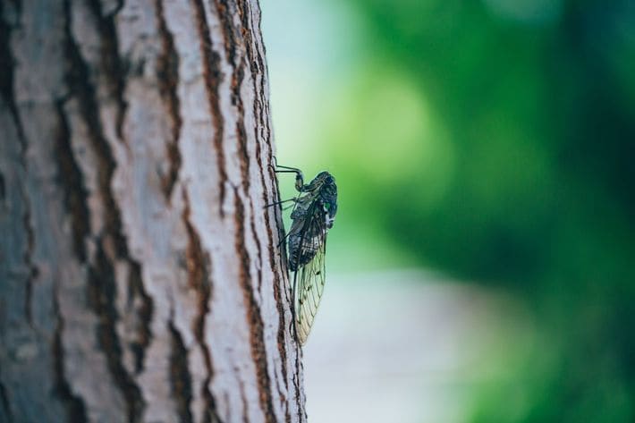 画像はミンミンゼミです。芭蕉が詠んだのはニイニイゼミ。