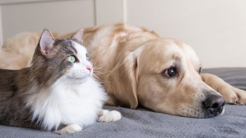 ｢猫と犬のどっちが賢いか｣の意外な結論…猫が｢驚きの記憶力を発揮する分野｣と｢すぐ忘れる肝心な要素｣