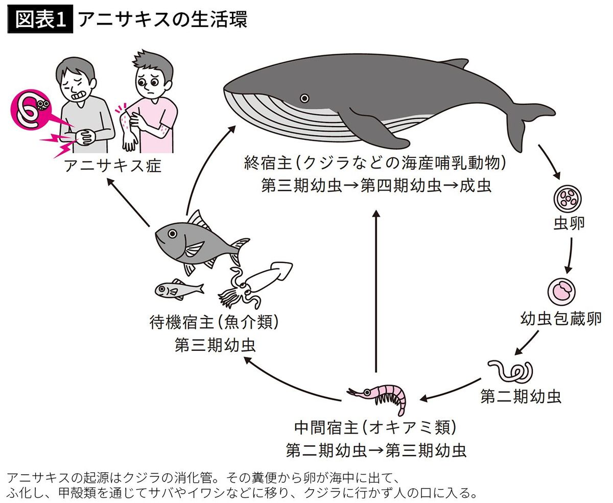 【図表1】アニサキスの生活環