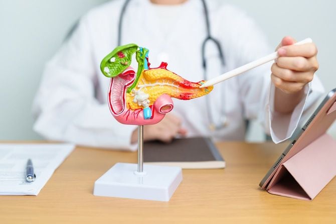 ヒト膵炎の解剖学モデル