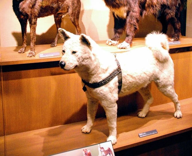 国立科学博物館のハチの剥製