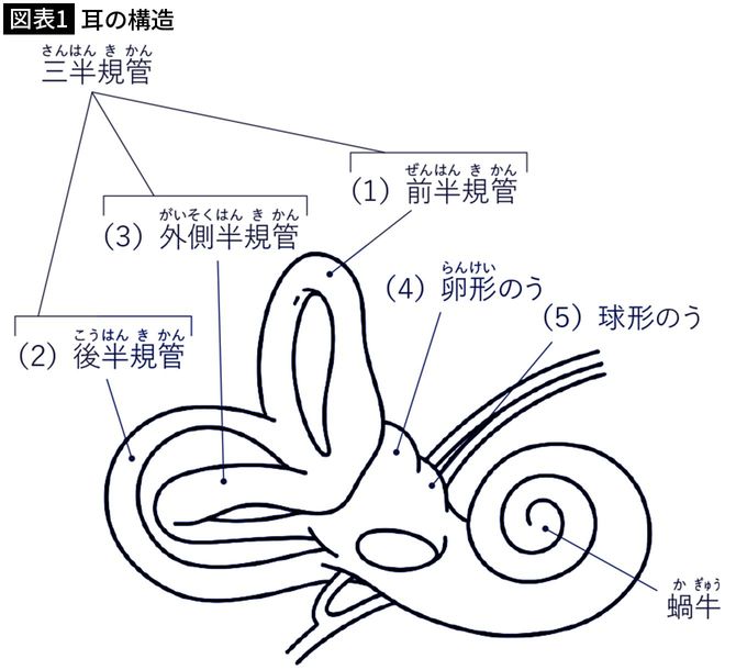 【図表1】耳の構造
