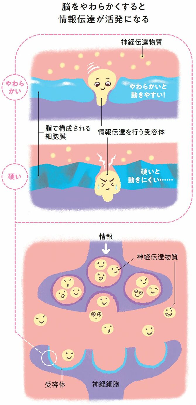 【イラスト】脳をやわらかくすると 情報伝達が活発になる