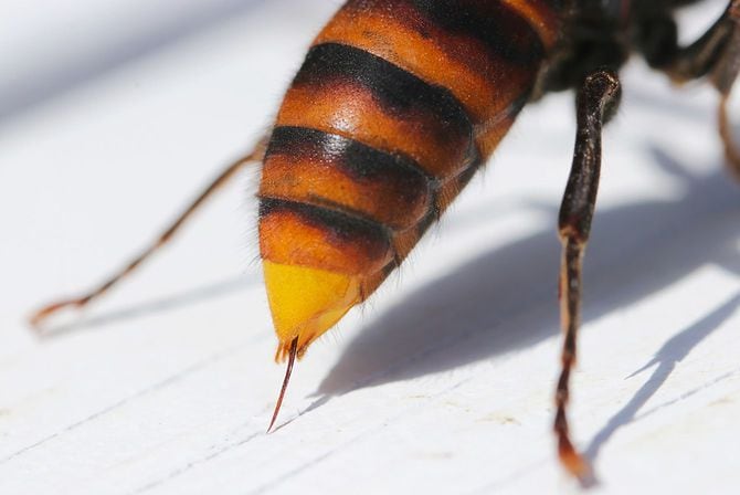 お尻から針を出すスズメバチ