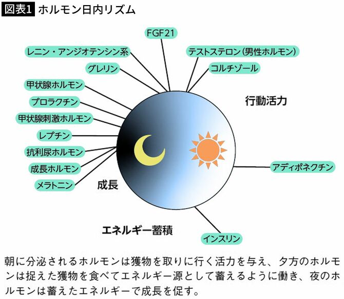 【図表1】ホルモン日内リズム