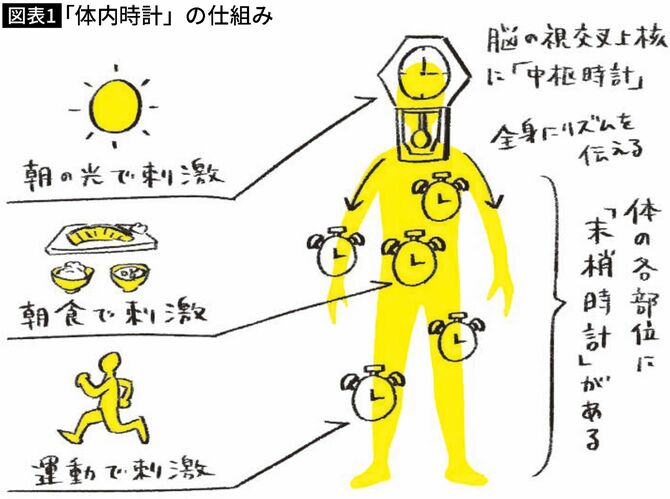 【図表】「体内時計」の仕組み