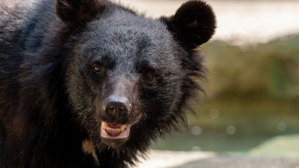 犯人はクマ以外の人喰い生物だった…東京･奥多摩で発見された｢頭と手足がむしり取られた変死体｣の謎を解く