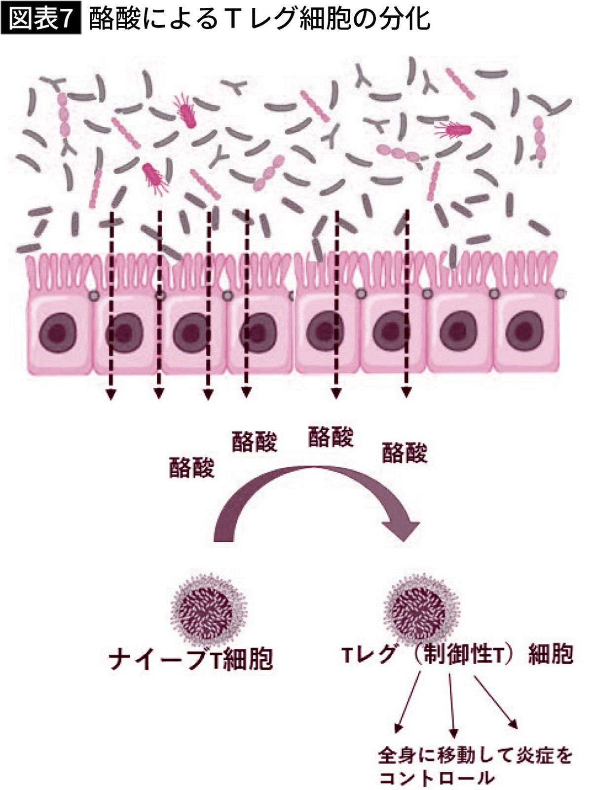 【図表】酪酸によるTレグ細胞の分化