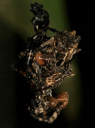 【写真3】ゴミグモが交尾に成功（出典＝『カラー版 クモの世界　糸をあやつる8本脚の狩人』）