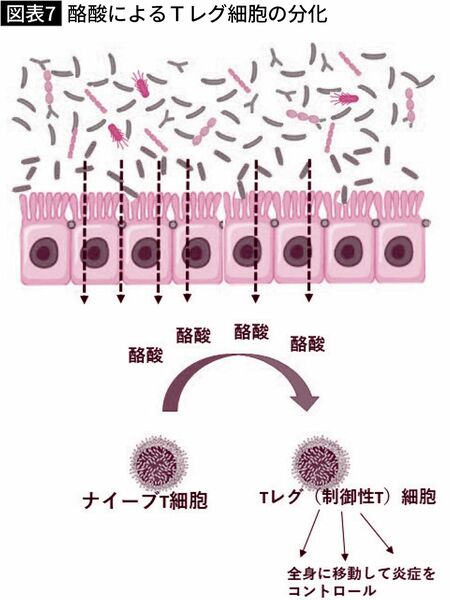 【図表】酪酸によるTレグ細胞の分化