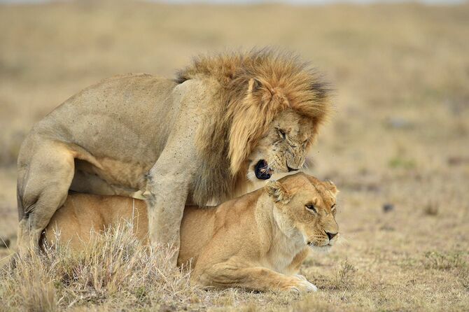 マサイマラ、ケニア、アフリカの草原でライオンを交配