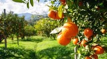 シャインマスカットと同じ構図に…中国が愛媛の｢門外不出の高級カンキツ｣を自国で堂々と生産できるワケ