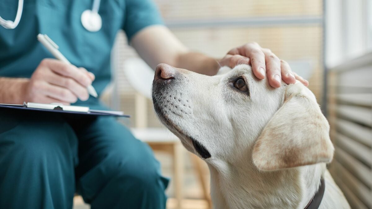 なぜ｢ペット保険｣に入るべきか…生涯医療費は｢犬は80万円､猫は50万円｣という残酷な事実 | スマートニュース