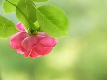 告白できる？ できない？ あなたの人間関係力が鍵となる