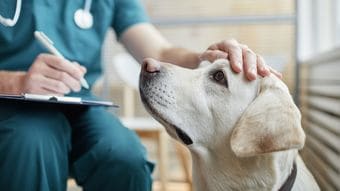 なぜ｢ペット保険｣に入るべきか…生涯医療費は｢犬は80万円､猫は50万円｣という残酷な事実