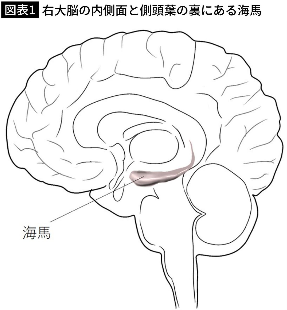 【図表1】右大脳の内側面と側頭葉の裏にある海馬