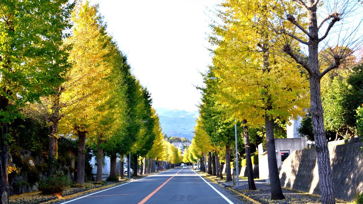 筋肉体操の谷本先生が力説 運動不足の解消なら 坂道や階段を下りましょう 自粛生活でどんどん健康になる方法 3ページ目 President Online プレジデントオンライン