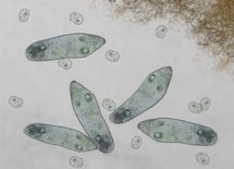 競合者とがっぷり四つに組む単細胞の末路