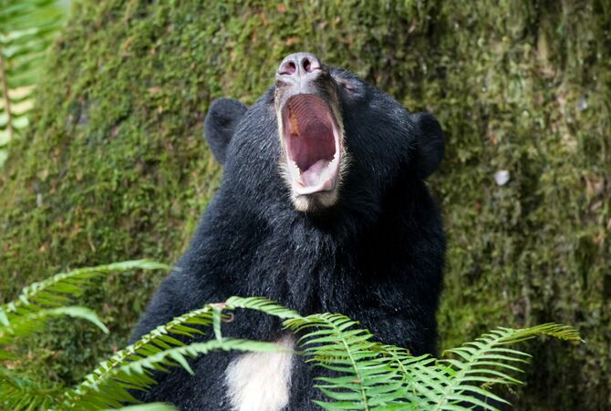 あくびをするクマ