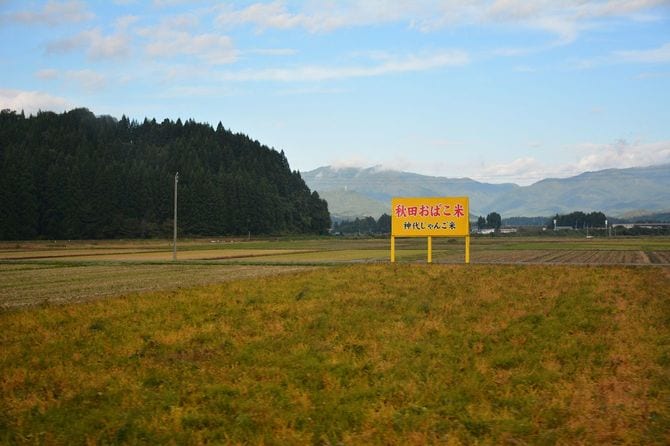 秋田県の水田に秋田おばこ米、神代じゃんご米の看板