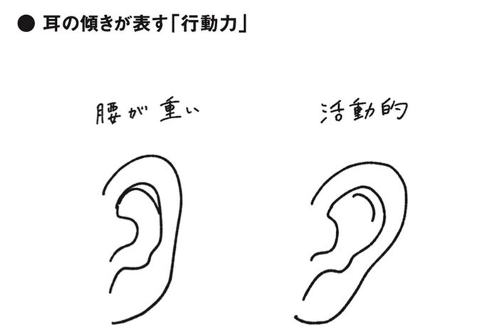 耳の傾きが表す「行動力」