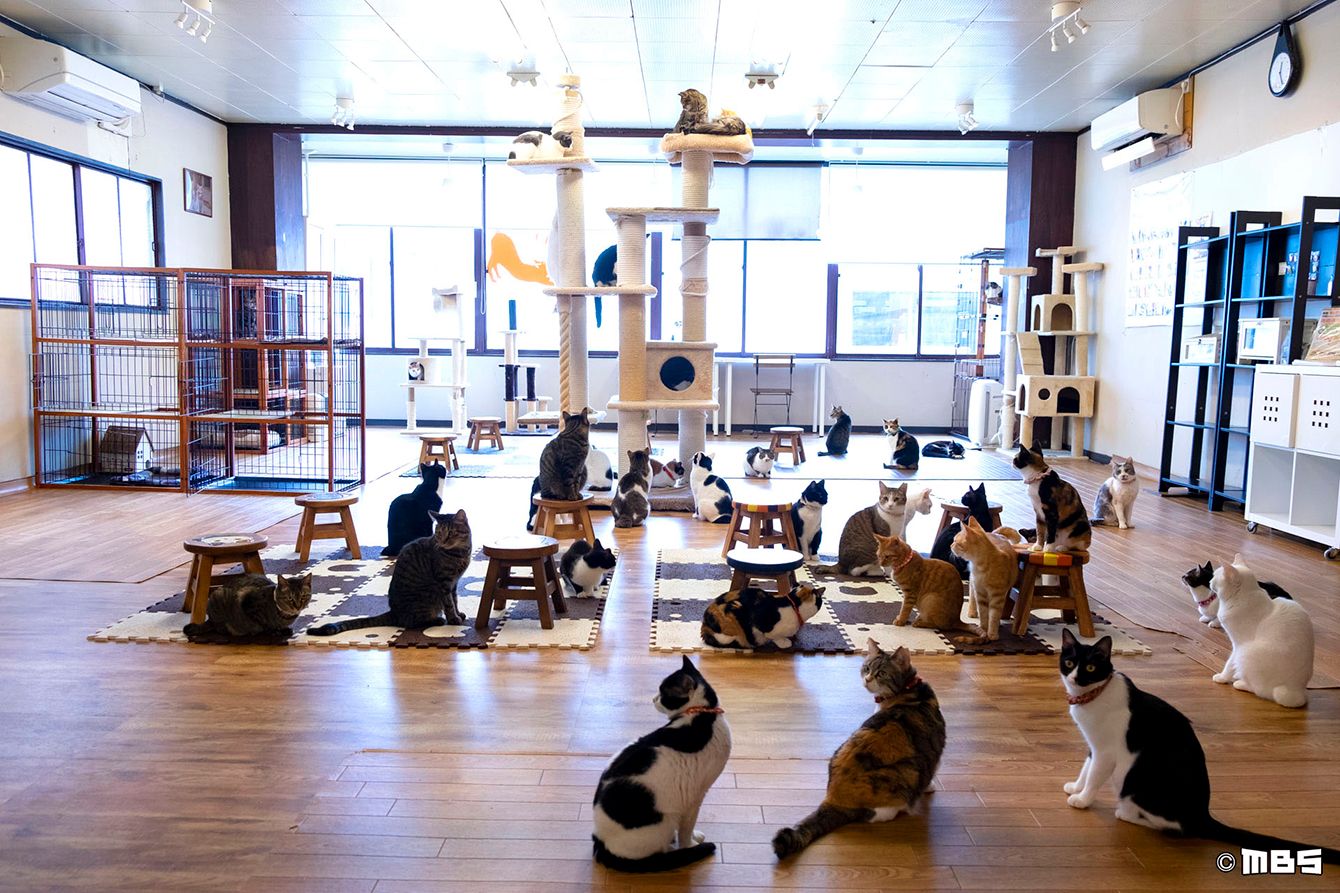自分より猫が大事な猫カフェ店主の暮らし これまで救った猫は1000匹以上 President Online プレジデントオンライン