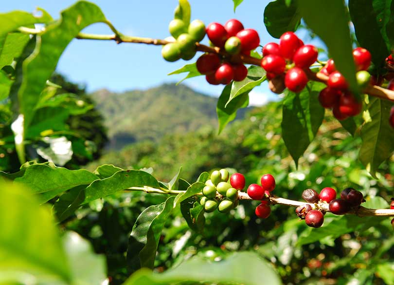 2018年に来る「コーヒー第4の波」の正体 ついにコーヒーはワインに似てきた