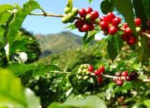 2018年に来る「コーヒー第4の波」の正体