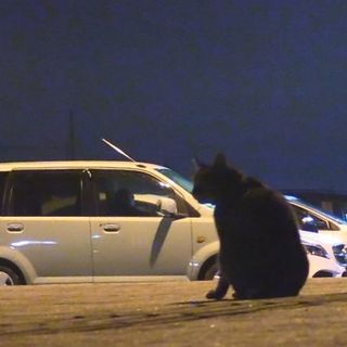 6年間 道の駅で毎晩車中泊 放浪を続ける 猫のおじさん の胸の内 家はなく 人知れず晩年を過ごす President Online プレジデントオンライン