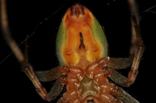 【写真16】サツマノミダマシの垂体(出典=『カラー版 クモの世界 糸をあやつる8本脚の狩人』)