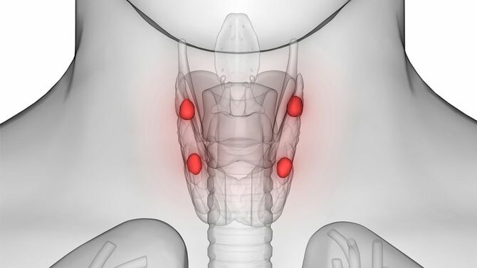甲状腺の解剖図イラスト