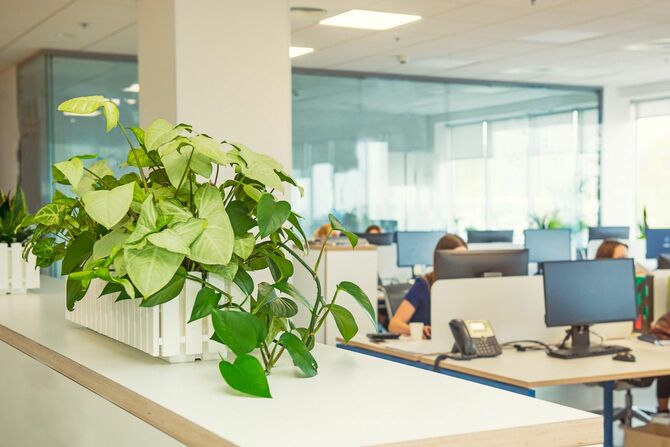 オフィスに置かれた観葉植物