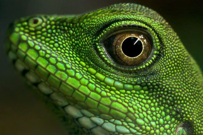 美しい緑色のトカゲのクローズアップ
