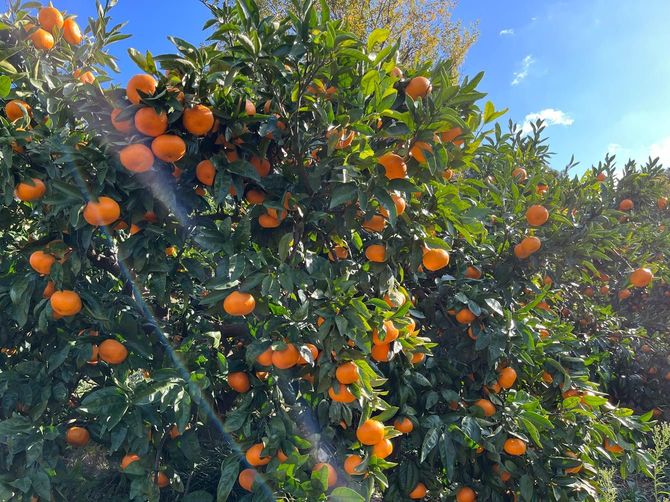 えなみ農園に実るみかん