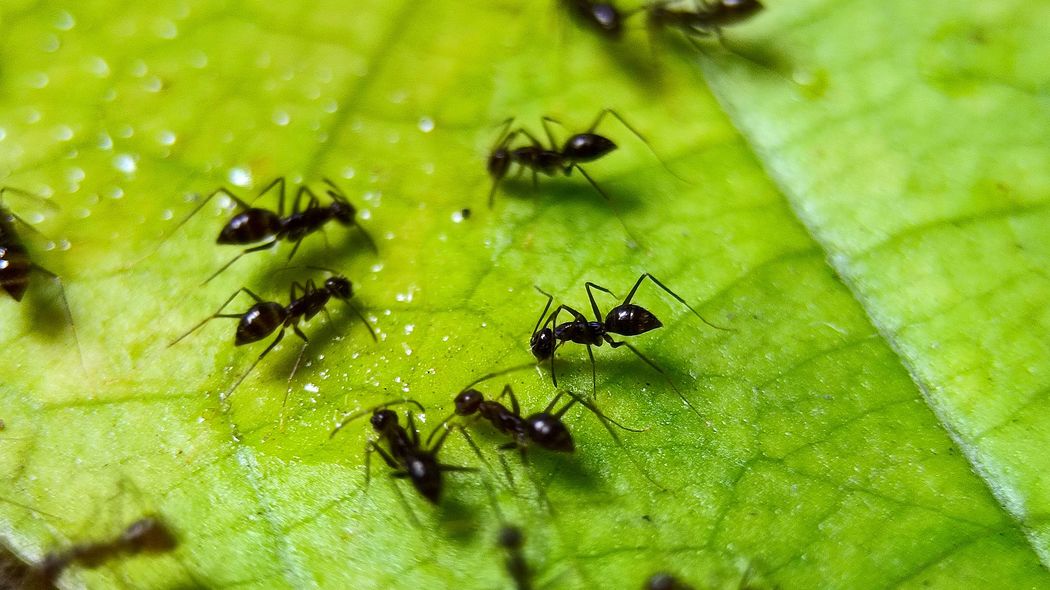 仕事も子どもの世話も掃除もしない…交尾を終えたら死んでいくオスアリの｢精子の運び屋｣としての人生 メスの働きアリは常にブツクサつぶやきながら生きている