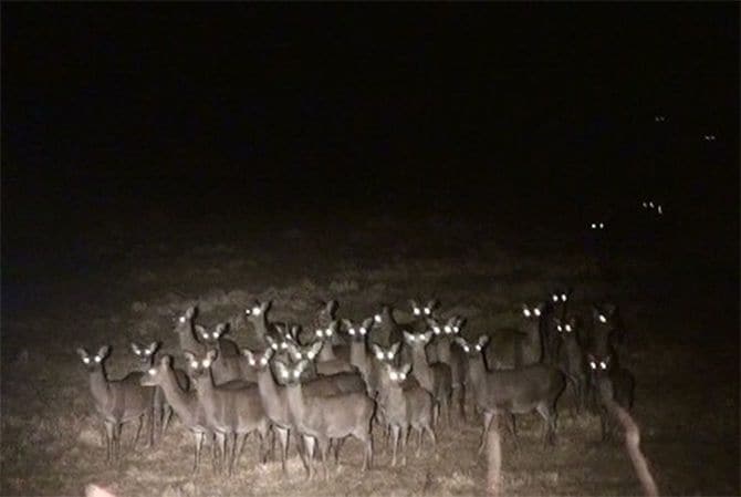 夜行性のシカは群れで行動する