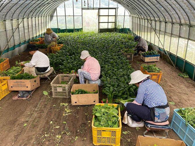 小松菜を収穫する従業員の女性たち
