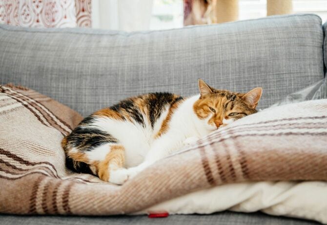 ソファに寝そべるネコ