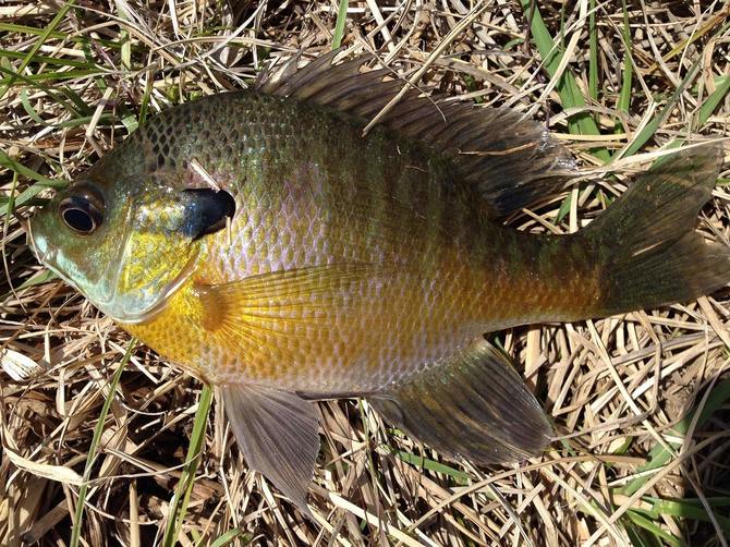 ブルーギル（Lepomis macrochirus）