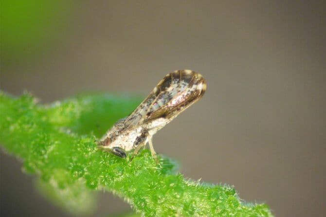 オレンジ栽培の害虫ミカンキジラミ（Diaphorina citri）