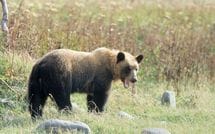 路上でクマに襲われた男性は"顔のほとんどを失う"事態に…クマが顔面を狙う事件はなぜ起きるのか？