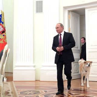 きっかけはプーチン大統領 ペット大国ロシアで秋田犬の飼い主がどんどん増えている 愛犬家の心を掴むある 特徴 President Online プレジデントオンライン