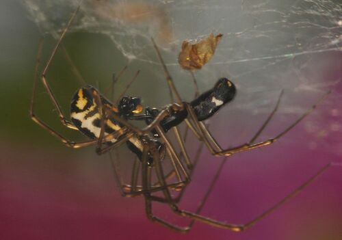 【写真9】ユノハマサラグモの交尾（出典＝『カラー版 クモの世界　糸をあやつる8本脚の狩人』）