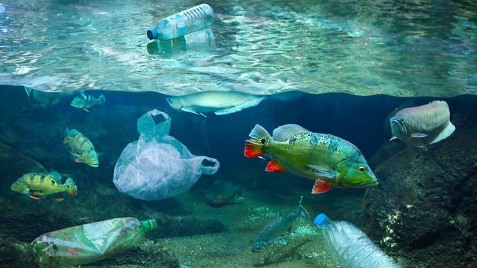 プラスチック廃棄物で汚染された海にいる魚
