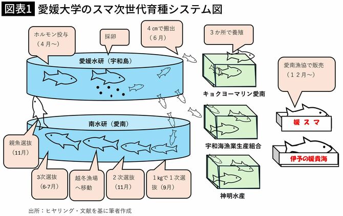 【図表1】愛媛大学のスマ次世代育種システム図