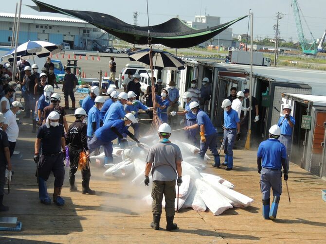 静岡県の焼津港で陸揚げされる冷凍マグロ