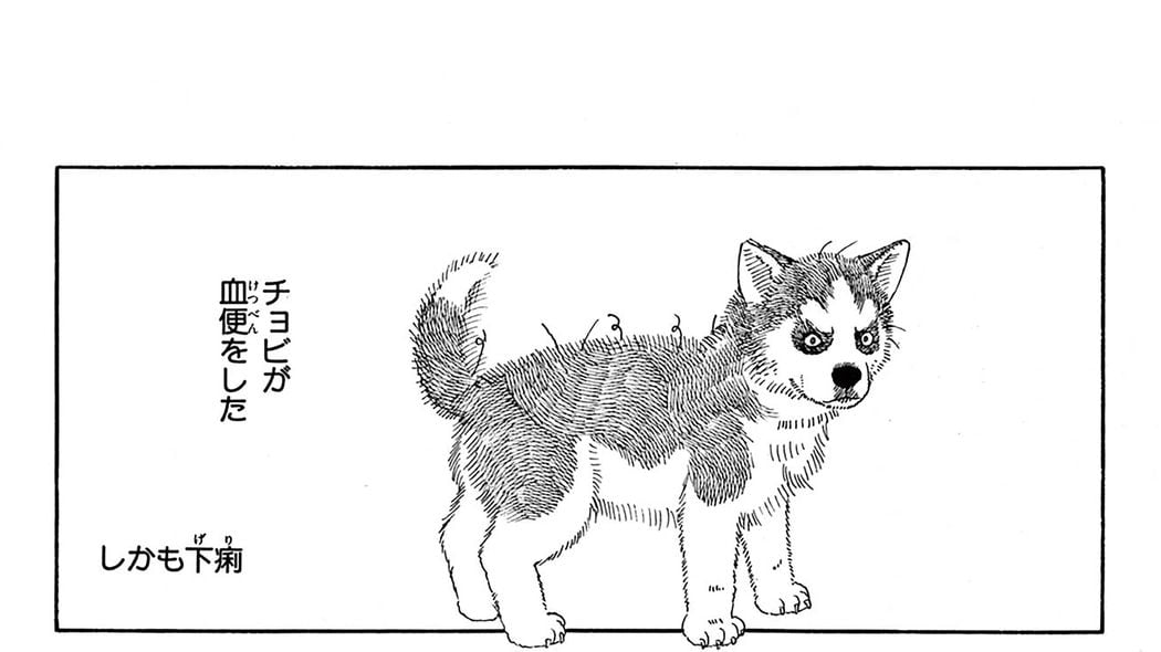 子犬のチョビが突然体調不良に⁉️獣医学部に連れて行くが…――『新装版 動物のお医者さん』第1集 第3話 ｢コミック『新装版 動物のお医者さん』｣