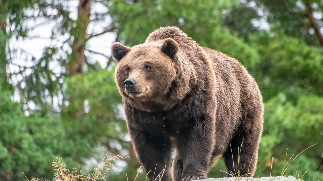 ｢マナーの悪い観光客｣よりじつは厄介…獣医師ハンターが見た､ヒグマを無自覚に餌付けしている"張本人"